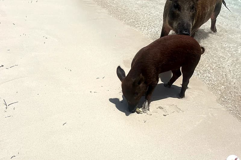 Pigs on No Name Cay — the Abacos swimming pigs